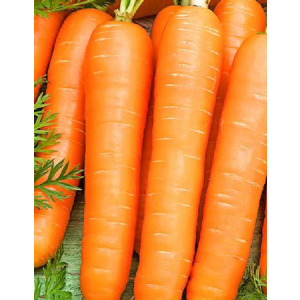 Морковь Витаминная 6 2 гр б.п