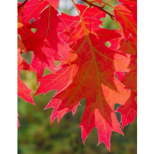 Дуб красный (Quercus rubra) 1 шт ЗКС р9