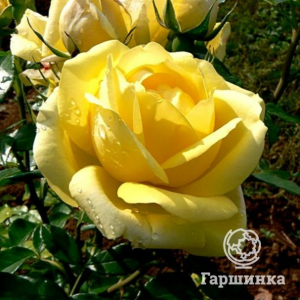 Роза Равенна кустарниковая