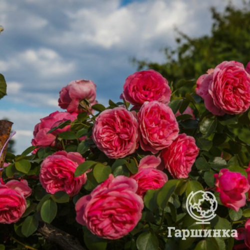 Роза Моджо кустарниковая