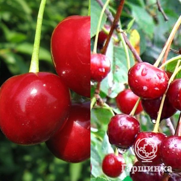 Вишня ивановка. Кухонный гарнитур ассорти. Вишня 2 1. Вишня вид сверху. Две вишни.