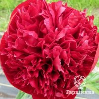 Пион Комманд Перфоманс