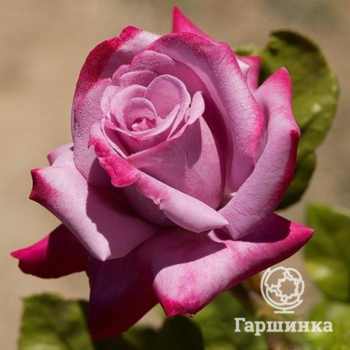 Роза Парадиз чайно-гибридная