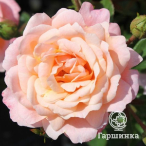 Роза Биатрис миниатюрная