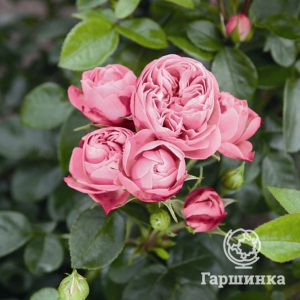 Роза Плей Кет кустарниковая