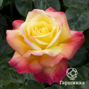 Роза Пульман Ориент Экспресс чайно-гибридная, Топалович