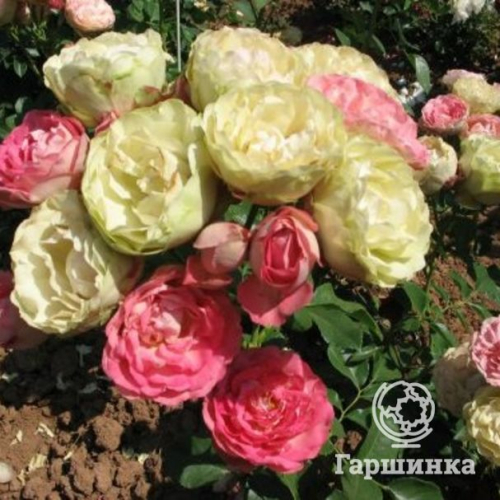 Роза Акрополис флорибунда, Топалович