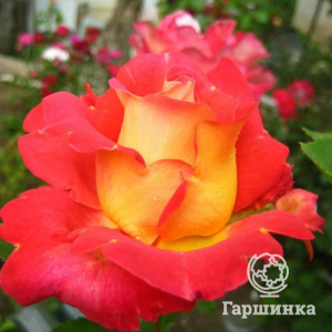 Роза Бонанза кустарниковая