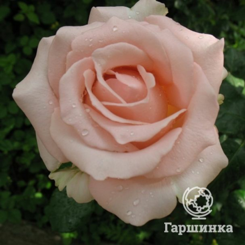 Роза Дезире чайно-гибридная
