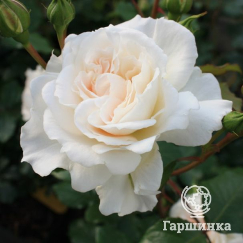 Роза Петтикот флорибунда, Топалович