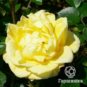 Роза Дорола миниатюрная, Топалович