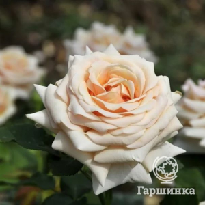 Роза Поль Рикард чайно-гибридная