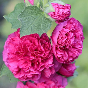 Шток-роза Мажоретта Розовая