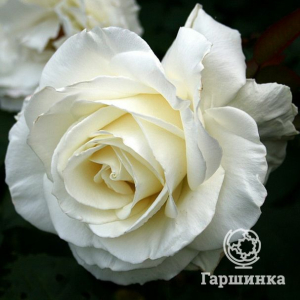 Роза Тинеке чайно-гибридная, Топалович
