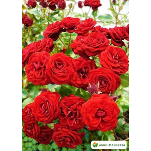 Роза спрей красно-малиновая "Таманго" (саженец класса АА+) высший сорт