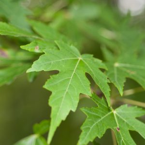 (Acer saccharinum) silver maple