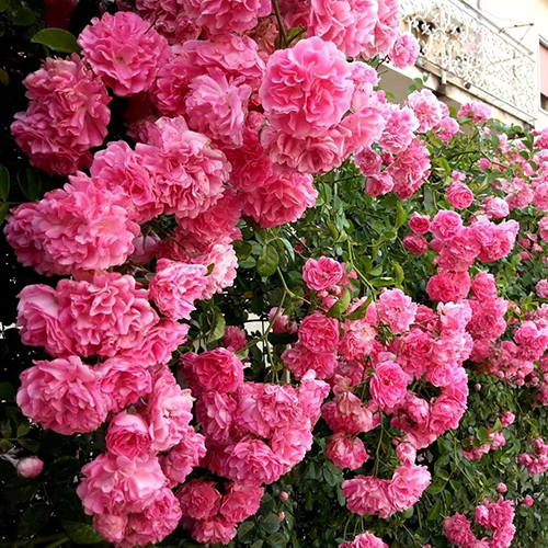 Роза плетистая Розовая купить в интернет-магазине • bigsad