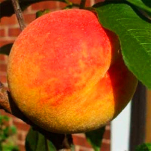 Купите саженцы персиков почтой в интернет-магазине • bigsad!