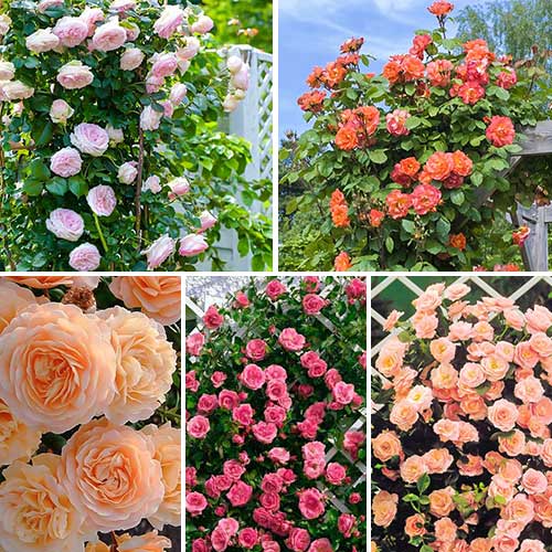 Комплект плетистых роз Нежность из 5 сортов