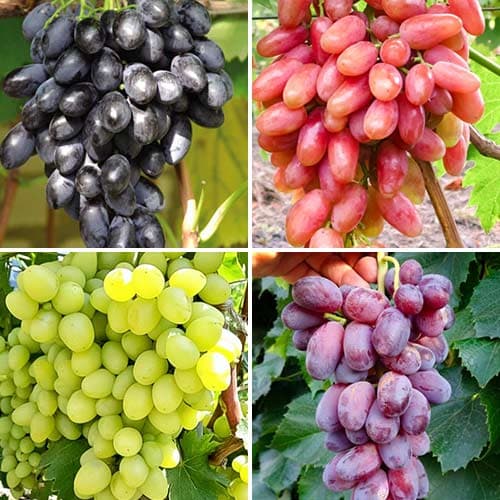 Комплект винограда Гордость виноградарей из 4 сортов