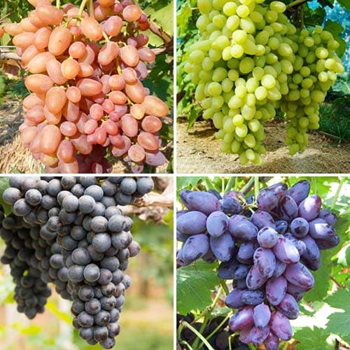 Комплект винограда Натюрморт из 4 сортов