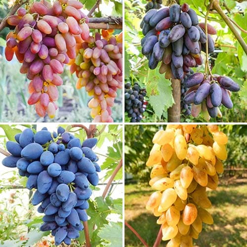 Комплект винограда Пальчиковый бум из 4 сортов