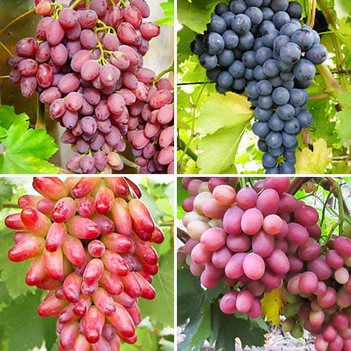 Комплект винограда Рубиновая лоза из 4 сортов