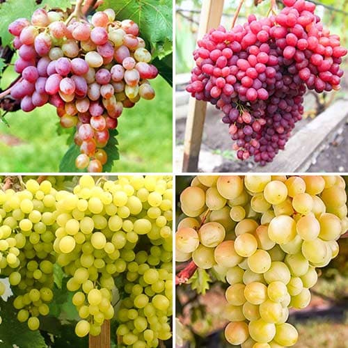 Комплект винограда Русский Великан из 4 сортов