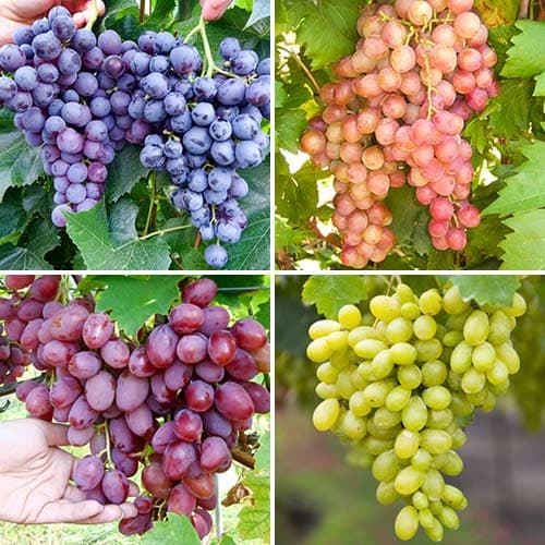 Комплект винограда Сахарный щербет из 4 сортов