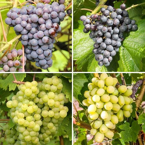 Комплект винограда Шардоне из 4 сортов