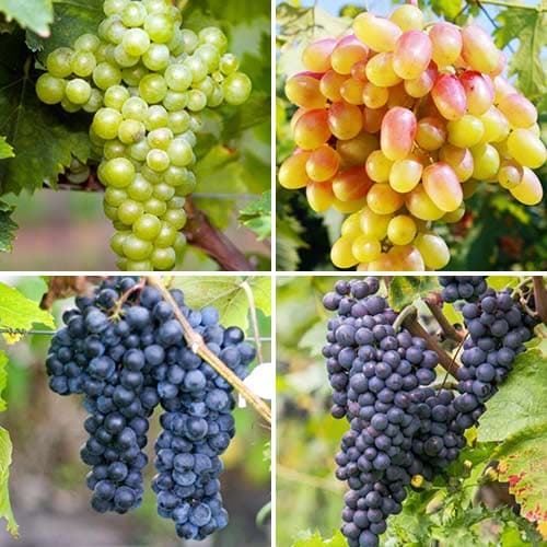 Комплект винограда Совиньон из 4 сортов