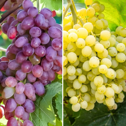 Комплект винограда Сверхранний из 2 сортов