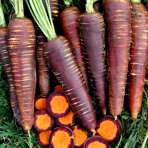 Морковь Королева фиолетовая F1, семена