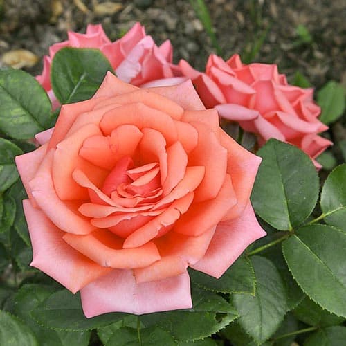 Роза чайно-гибридная Бермуда
