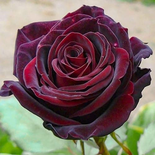 Роза чайно-гибридная Черный Барон