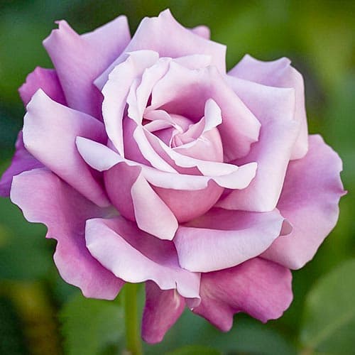 Роза чайно-гибридная Голубая Королева