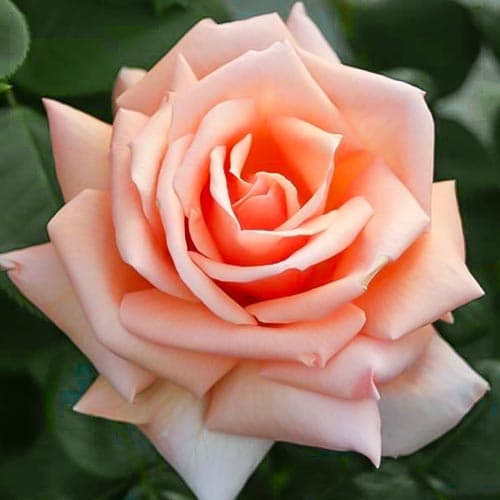 Роза чайно-гибридная Индиан Саммер
