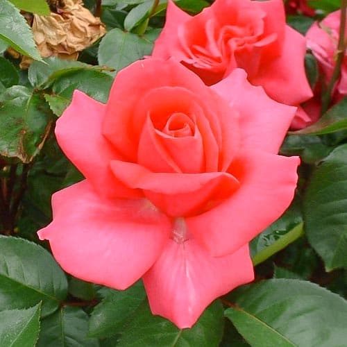 Роза чайно-гибридная Критерион