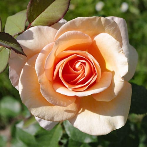 Роза чайно-гибридная Малага