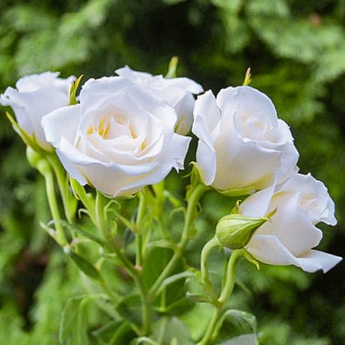 Роза чайно-гибридная Невеста