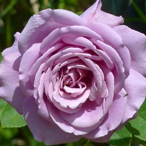 Роза чайно-гибридная Вальцтайм
