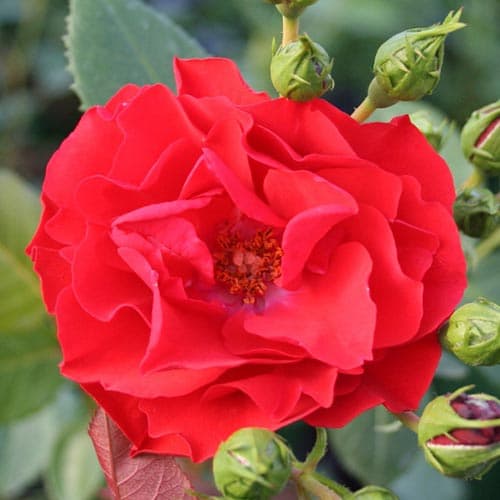Роза флорибунда Аллотрия