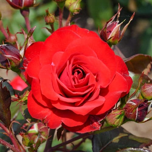 Роза флорибунда Европеана