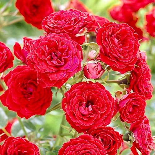 Роза флорибунда Ремембранс