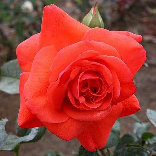 Роза плетистая Бионда