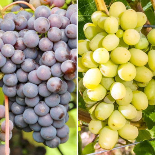 Комплект винограда Суперморозостойкий из 2 сортов