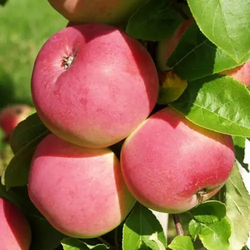 Отзывы садоводов о яблоне Мельба