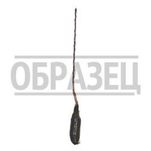 Яблоня колонновидная Московское ожерелье (Х-2)