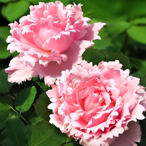 Роза чайно-гибридная премиум парфюм Софи Роша
