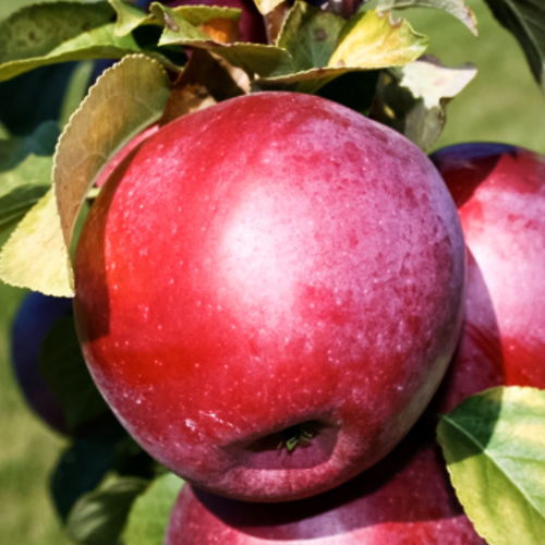 Яблоня скороплодная суперурожайная Либерти
